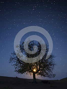 Tree under sky with stars and moon