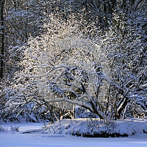 Tree under the snow