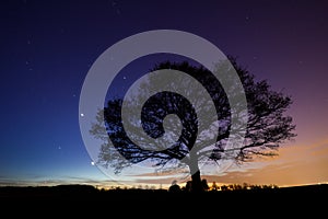 Tree under starry sky