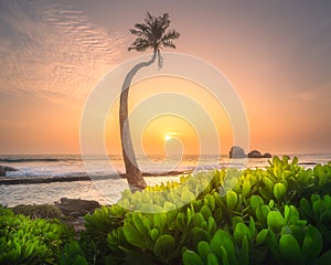 Tree under the water and coast of Sri Lanka beach