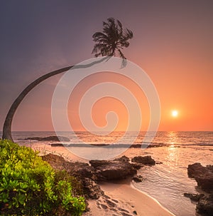 Tree under the water and coast of Sri Lanka beach