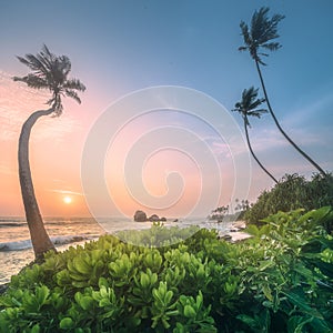 Tree under the water and coast of Sri Lanka beach