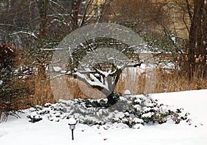 Tree under white snow during winter in Michigan photo