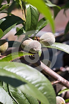 Tree with undocumented fruits