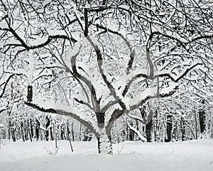 A tree of unusual shape covered with snow.