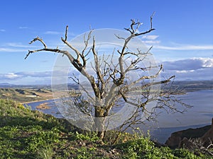 Tree in the upper part of the Burujon canyons