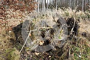 A tree uprooted with its roots in a forest clearing during a strong gust of wind