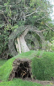 Tree uprooted during a severe windstorm, Salt Lake City, Utah