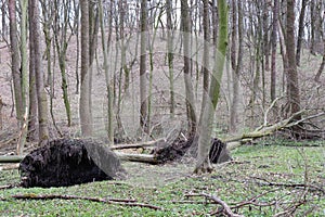 Tree uprooted by wind. Fallen tree with roots in the spring or summer forest.