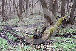 Tree uprooted by wind. Fallen tree with roots in the spring or summer forest.