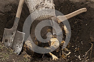 Undermined walnut tree with chopped roots in a hole with an ax and a shove photo
