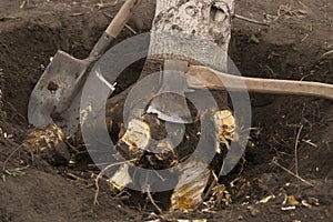 Tree uprooting and removal photo