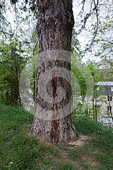 Un albero orinatoio attuale 