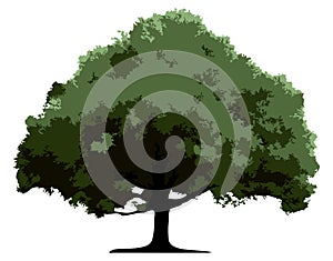 Tree (vector)