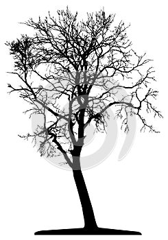 Tree (vector)