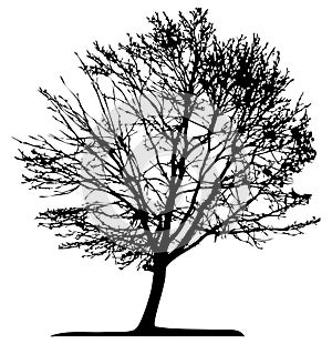 Tree (vector)