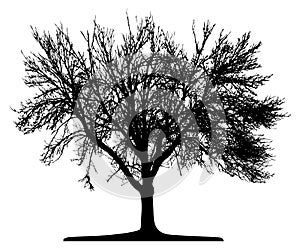 Tree (vector)