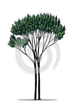 Tree vector by hand drawing