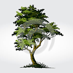 Tree Vector Illustration.