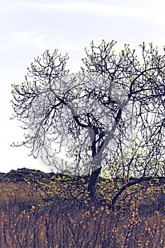 Tree and vegetation next to the beach photo