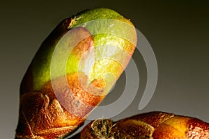 Tree vegetative bud at springtime