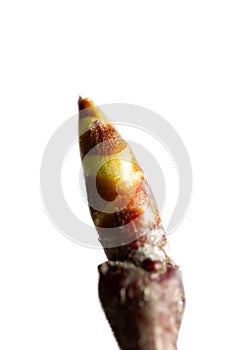 Tree vegetative bud at springtime