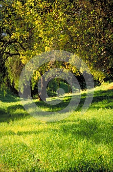 Tree in Verdant Grass