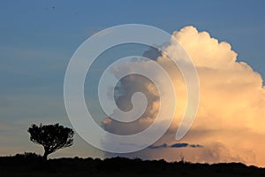 Tree versus cloud