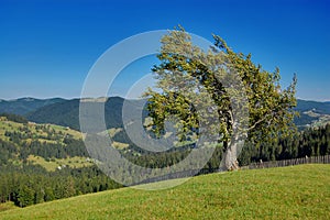 Tree and a view