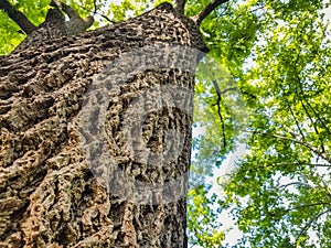 Tree with view upwards