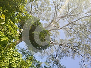 Tree  in Village in Kongo central, RDC