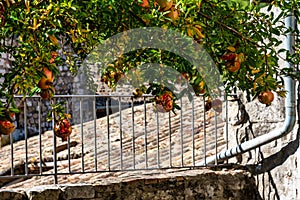 Tree in the Village of Vogue in Ardeche, Rhone-Alpes, France