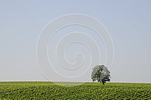 Tree at a vineyard