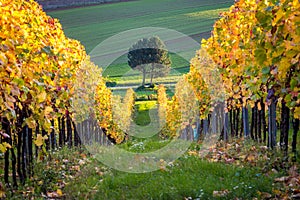 Tree and vineyard in autumn, Austria