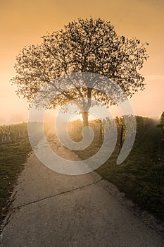 Tree in vineyard, Pfalz, Germany