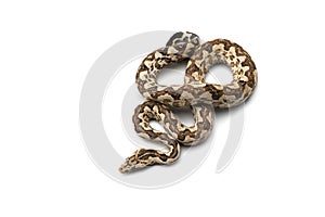 The tree viper boa isolated on white background