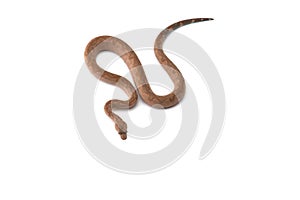 The tree viper boa isolated on white background