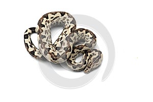 The tree viper boa isolated on white background