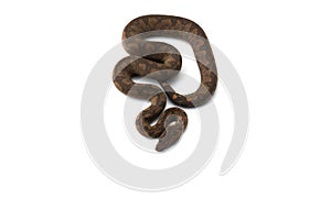 The tree viper boa isolated on white background