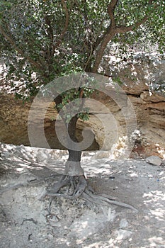 Tree with Visible Roots over a Natural Cave