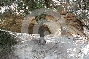 Tree with Visible Roots over a Natural Cave