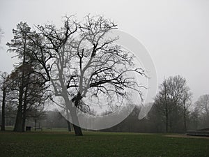 A tree in the Vondelpark, Amsterdam