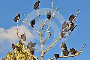 Tree of Vultures