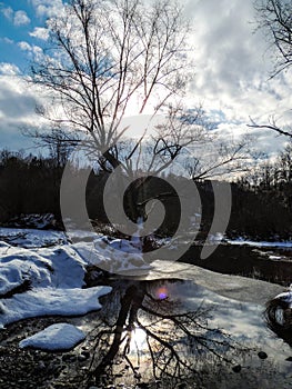 The tree is waiting for a spring