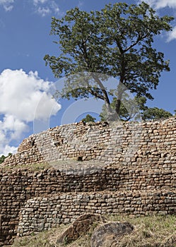 A tree and the walls 2