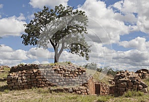 A tree and the walls