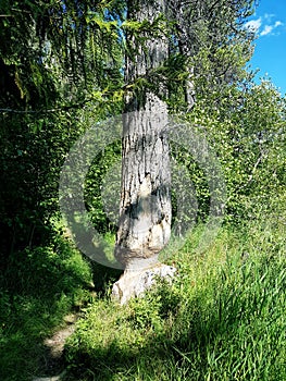 Tree That was Chewed by a Beaver