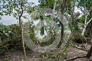 The tree was destroyed by the storm`s intensity