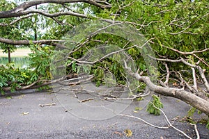 The tree was destroyed by the storm`s intensity