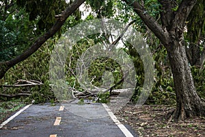 The tree was destroyed by the storm`s intensity